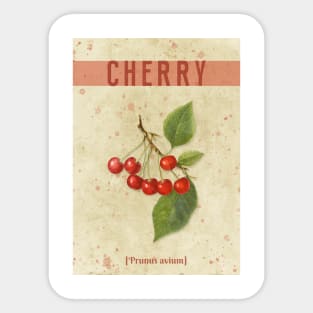 Vintage Watercolor Pomology Cherries Sticker